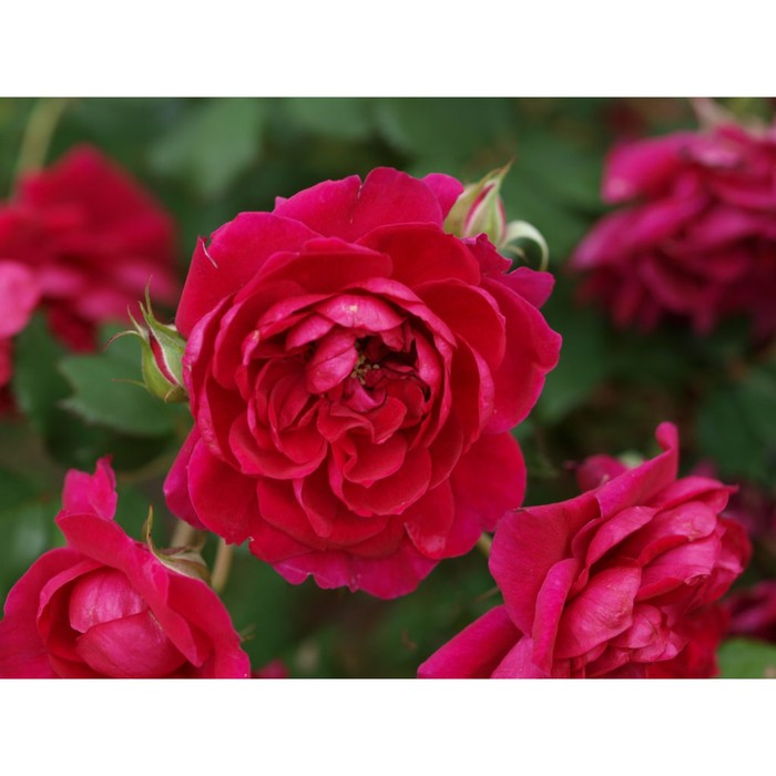 Саженец Роза канадская парковая Квадра, туба, 1 шт, Весна 2024 роза вильям бут канадская парковая