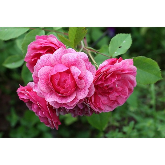 Саженец Роза канадская парковая Модэн Руби, туба, 1 шт, Весна 2024