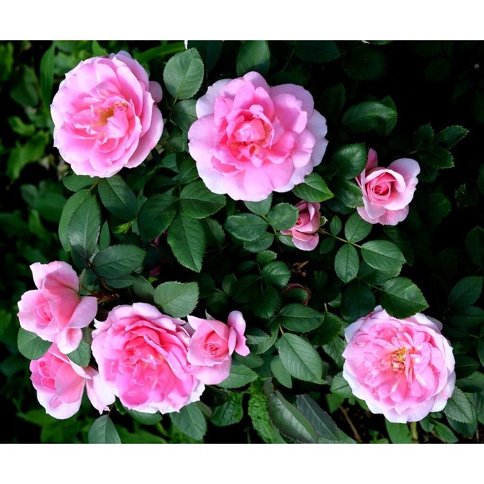 Саженец Роза канадская парковая Прайри Джой, туба, 1 шт, Весна 2024 роза уильям баффин канадская парковая