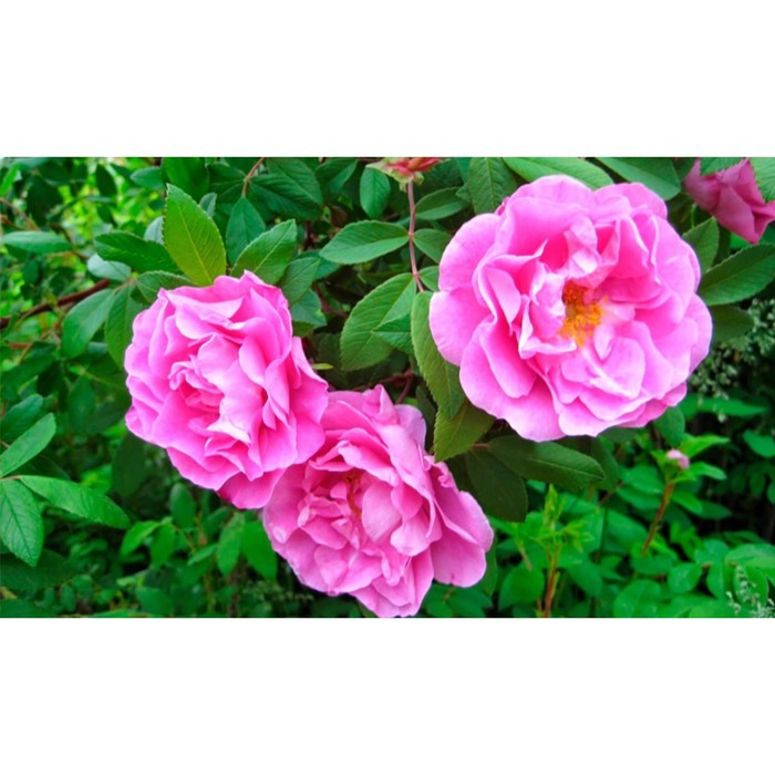 Саженец Роза канадская парковая Тереза Багнет, туба, 1 шт, Весна 2024 роза канадская парковая луиза багнет