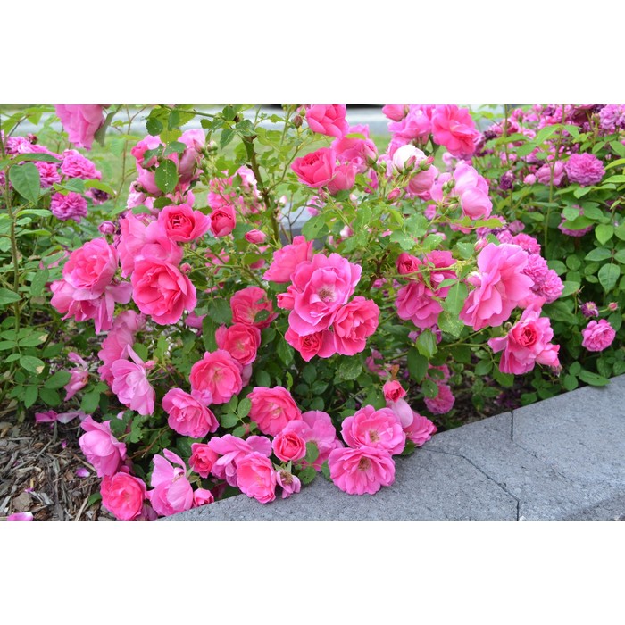 Саженец Роза канадская парковая Фронтенак, туба, 1 шт, Весна 2024 роза квадра канадская парковая