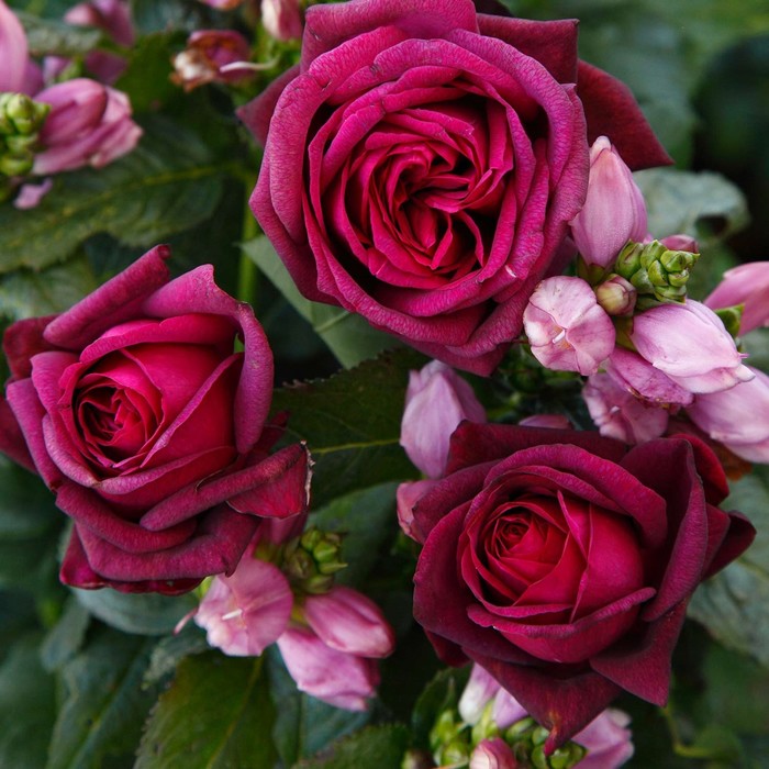 Саженец Роза Кордес чайно-гибридная Графиня Диана, туба, 1 шт, Весна 2024 роза симпатия кордес