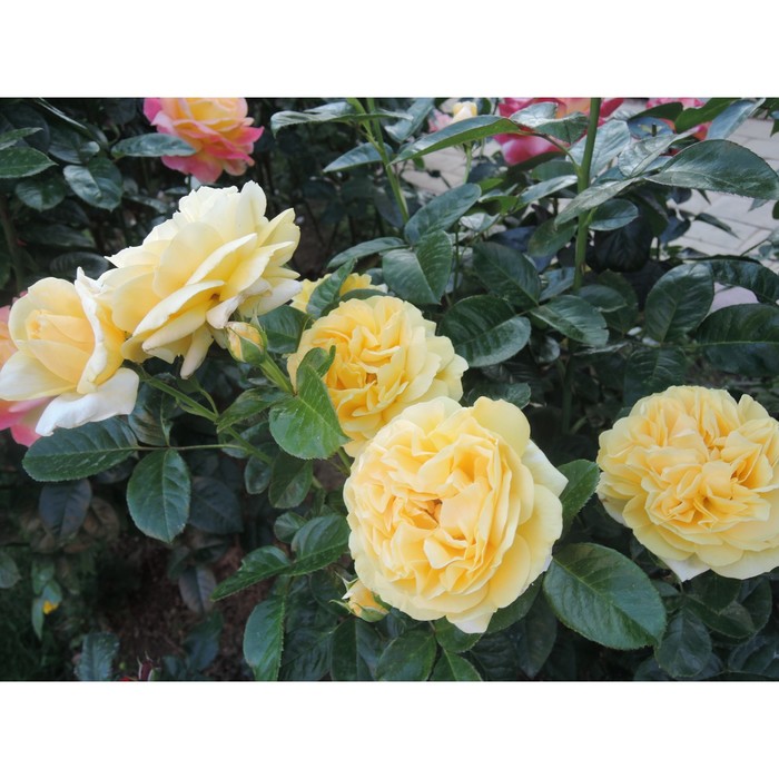 Саженец Роза Мейян чайно-гибридная Микеланджело, туба, 1 шт, Весна 2024 роза айконик лемонад мейян