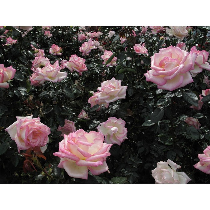 Саженец Роза Мейян чайно-гибридная Принцесс де Монако, туба, 1 шт, Весна 2024 роза каприс де мейян мейян
