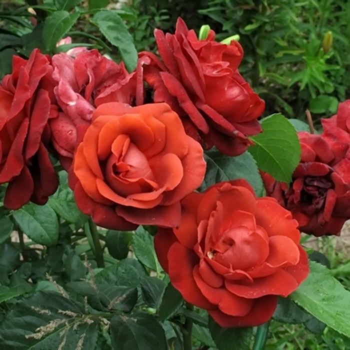 Саженец Роза Мейян чайно-гибридная Терракота, туба, 1 шт, Весна 2024 роза климб римоза мейян