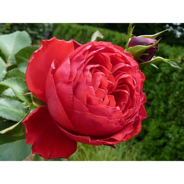 Саженец Роза Мейян чайно-гибридная Травиата, туба, 1 шт, Весна 2024 роза альба мейдилэнд мейян