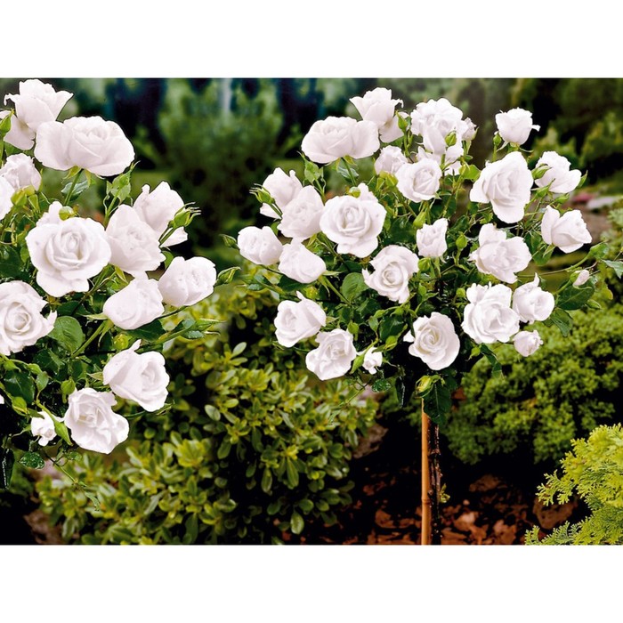 Саженец Роза штамбовая миниатюрная, H-45 Тини Вини Вайт, туба, 1 шт, Весна 2024 роза вайт бэбифлор миниатюрная тантау