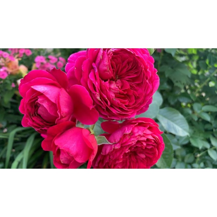 Саженец Роза Тантау парковая Соул, туба, 1 шт, Весна 2024 роза биненвайде рот кустарниковая тантау