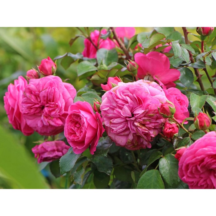 Саженец Роза Тантау флорибунда Баронесса, туба, 1 шт, Весна 2024 роза арабия кустарниковая тантау