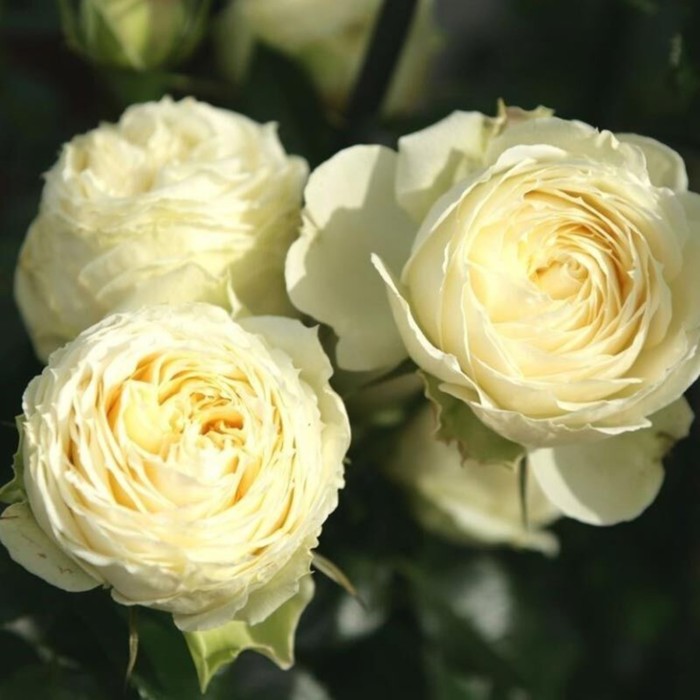 Саженец Роза Тантау флорибунда Лемон Рококо, туба, 1 шт, Весна 2024 роза мелюзина флорибунда тантау