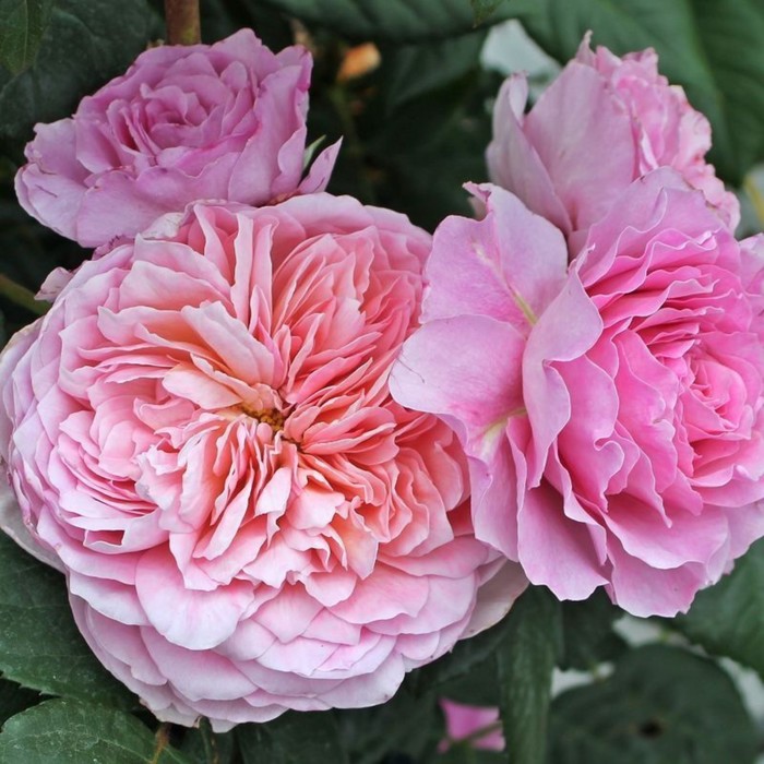 Саженец Роза Тантау чайно-гибридная Айсфогель, туба, 1 шт, Весна 2024 роза биненвайде роза кустарниковая тантау