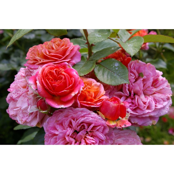 Саженец Роза Тантау чайно-гибридная Мэри Энн, туба, 1 шт, Весна 2024 роза розарио кустарниковая тантау