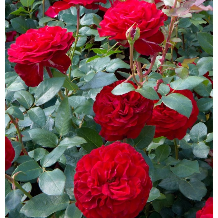 Саженец Роза Тантау чайно-гибридная Штортебекер, туба, 1 шт, Весна 2024 роза розарио кустарниковая тантау