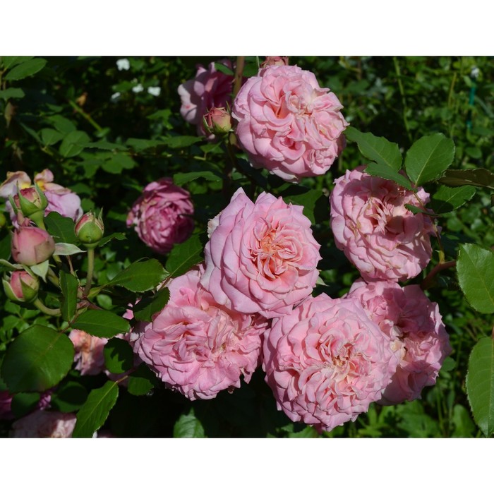 Саженец Роза Тантау чайно-гибридная Эшли, туба, 1 шт, Весна 2024 роза розарио кустарниковая тантау