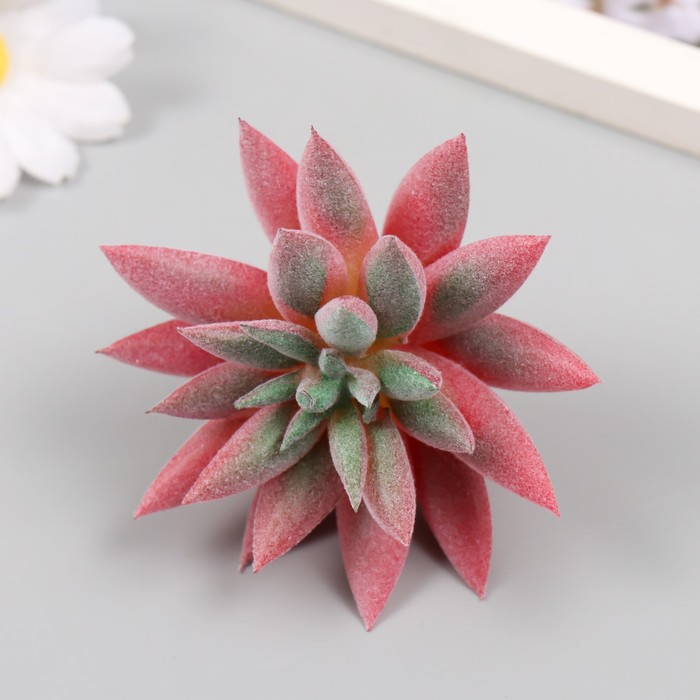 подушка суккулент echeveria perle von nurnberg эхеверия жемчужина нюнберга Искусственный суккулент для создания флорариума Эхеверия Руби d=8,8 см