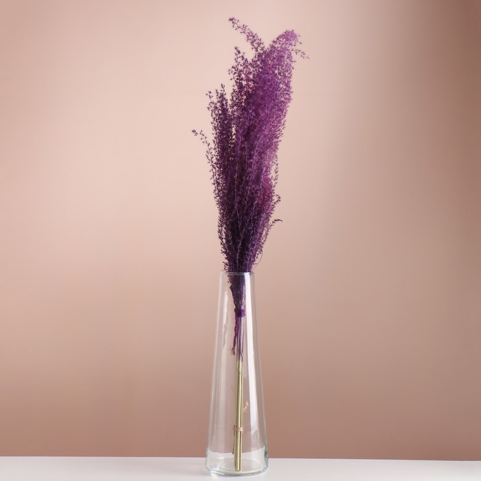 Набор сухоцветов Мискантус, банч 3-5 шт, длина 60 (+/- 6 см), фиолетовый мискантус грациелла