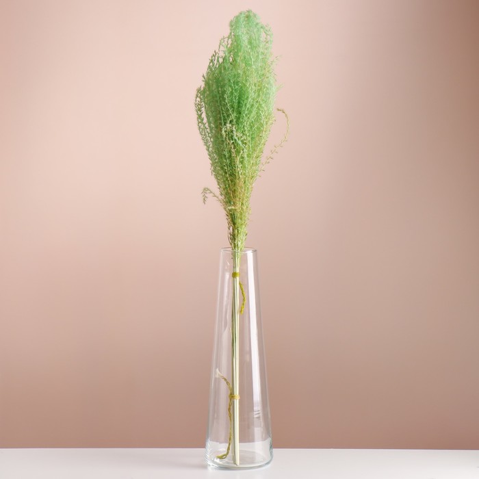 Набор сухоцветов Мискантус, банч 3-5 шт, длина 60 (+/- 6 см), зелёный мискантус грациелла