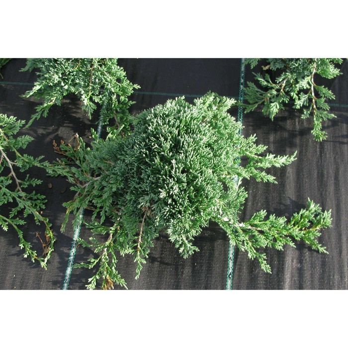 

Можжевельник Джейд Ривер С2, в. 20-40, ш. 40-60, Весна 2024