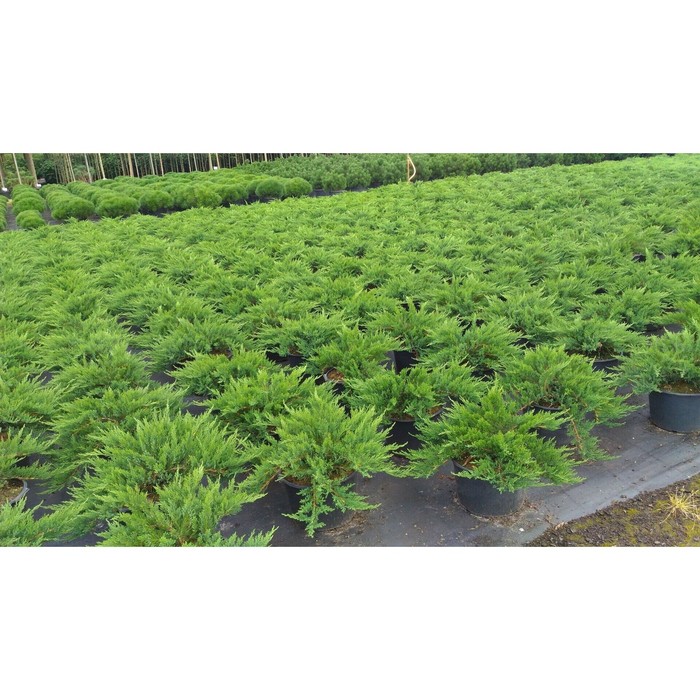 

Можжевельник Кнап Хил С2, в.10-20, ш.20-40, Весна 2024