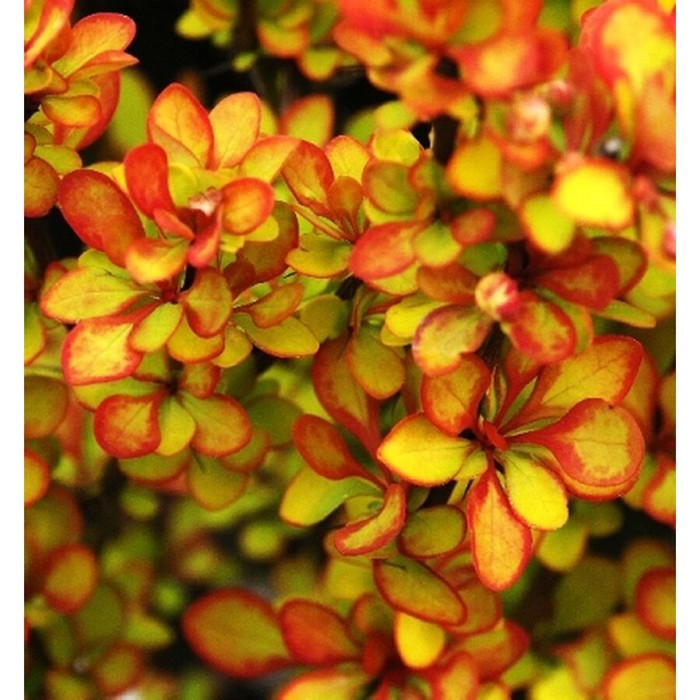 

Барбарис Мария С3, в. 20-30, Весна 2024