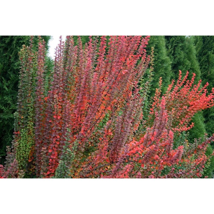 

Барбарис Эректа С2, в. 20-40, Весна 2024