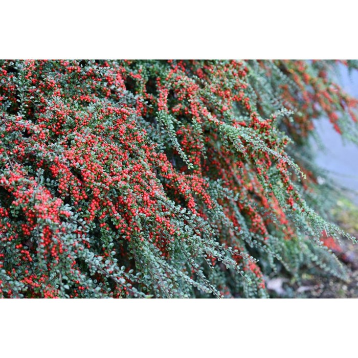 

Кизильник Сортовой Даммера С2, в. 20-40, Весна 2024