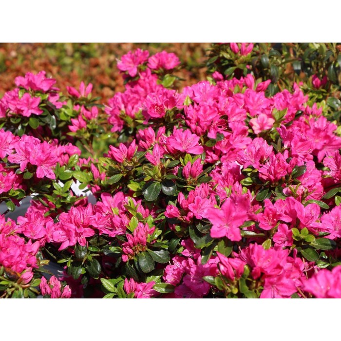 

Рододендрон Кермезина С2, в. 20-40, Весна 2024