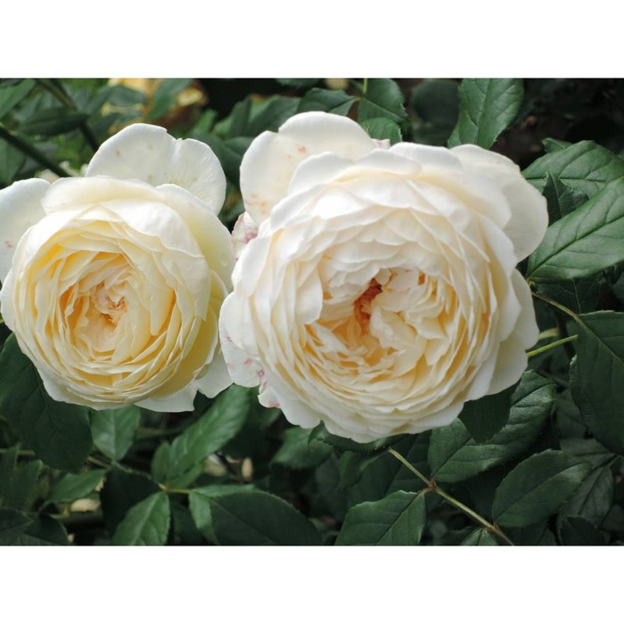 Роза английская Клер Остин С3, в. 40-60, Весна 2024 роза английская клер остин 1 шт