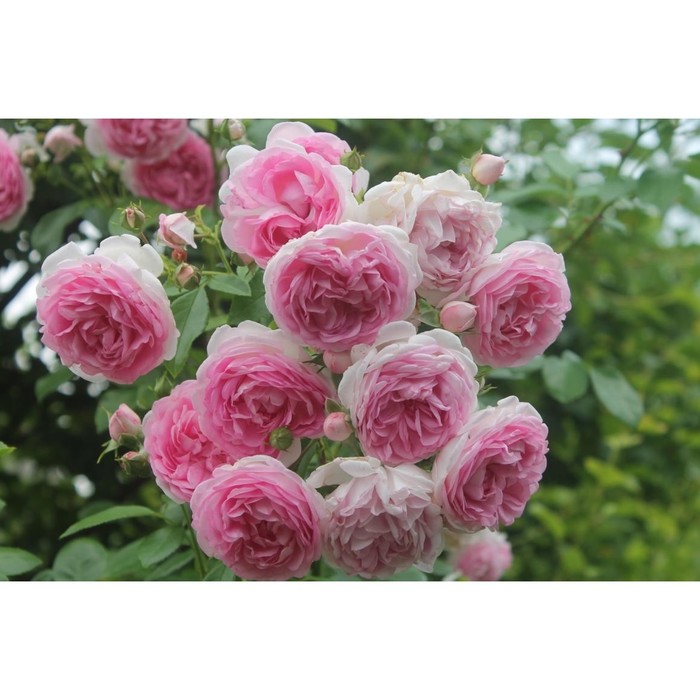 Роза плетистая Жасмина С3, в. 40-80, Весна 2024 роза жасмина плетистая топалович