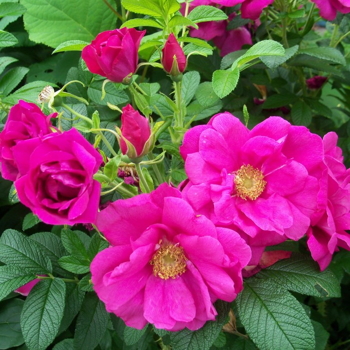 Роза ругоза С2, в. 15-30, Весна 2024 роза ругоза помпон парфюм