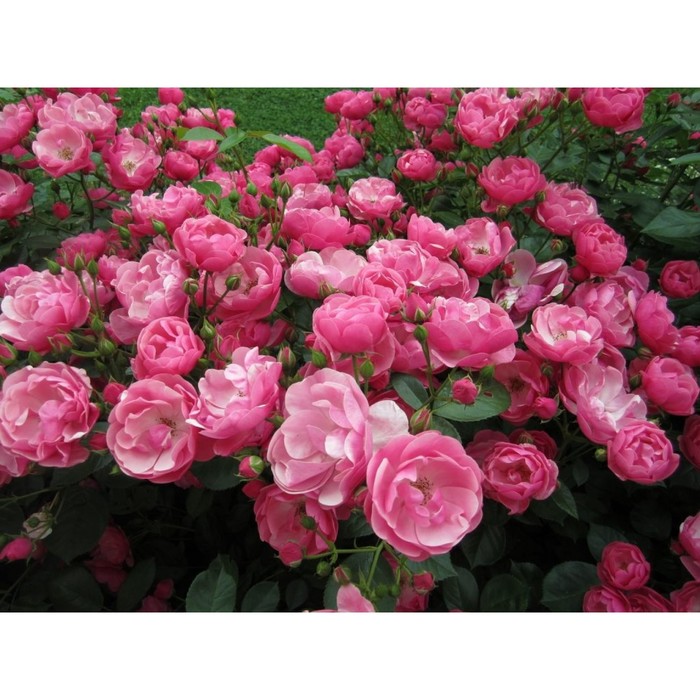 Роза флорибунда Ангела С3, в. 40-80, Весна 2024 роза плетистая казино с3 в 40 80 весна 2024