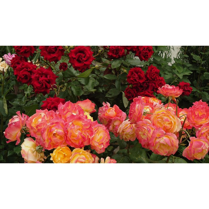 Роза флорибунда Арлекин Декор С3, в. 60-80, Весна 2024 роза плетистая казино с3 в 40 80 весна 2024