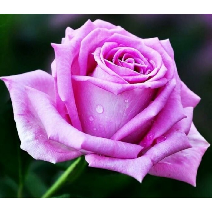 Роза чайно гибридная Аква С3, в. 40-60, Весна 2024 роза чайно гибридная эмма де мейян с3 в 60 80 весна 2024