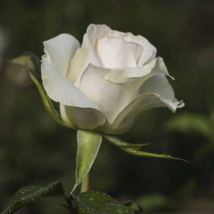Роза чайно гибридная Анастасия С3, в. 60-80, Весна 2024 роза плетистая казино с3 в 40 80 весна 2024