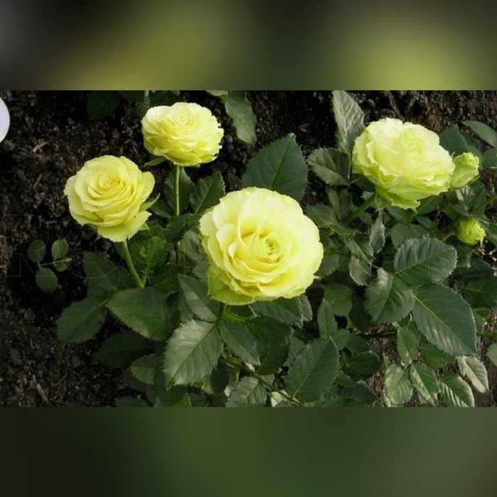 Роза чайно гибридная Доллар С3, в. 40-60, Весна 2024 роза плетистая казино с3 в 40 80 весна 2024