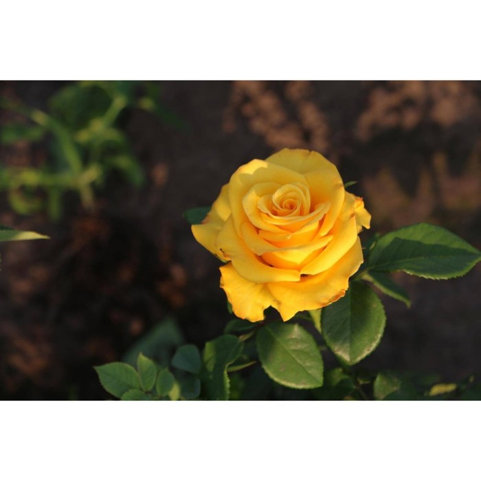 Роза чайно гибридная Керио С3, в. 20-40, Весна 2024 роза чайно гибридная керио