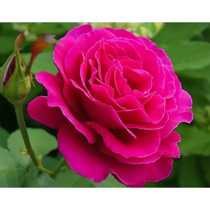 Роза чайно гибридная Малиновый звон С3, в. 60-80, Весна 2024 роза чайно гибридная эмма де мейян с3 в 60 80 весна 2024