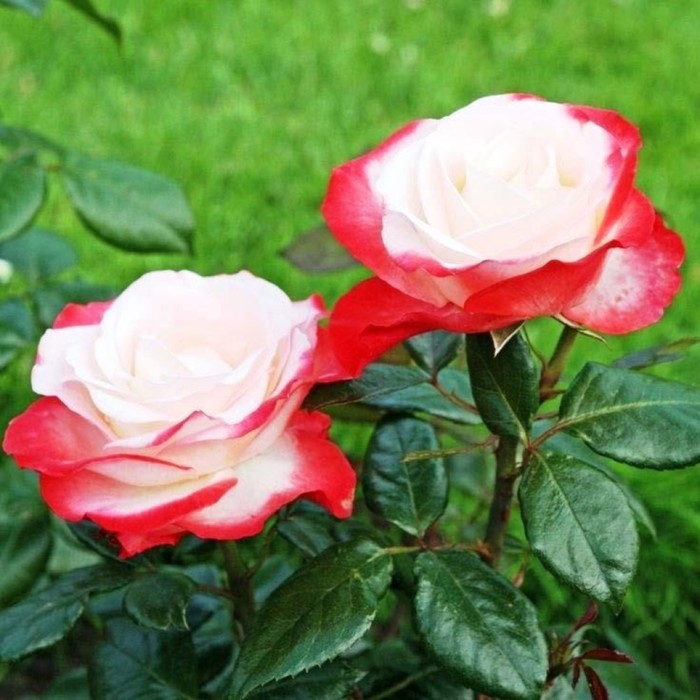 Роза чайно гибридная Ностальжи С3, в. 60-80, Весна 2024 роза плетистая казино с3 в 40 80 весна 2024