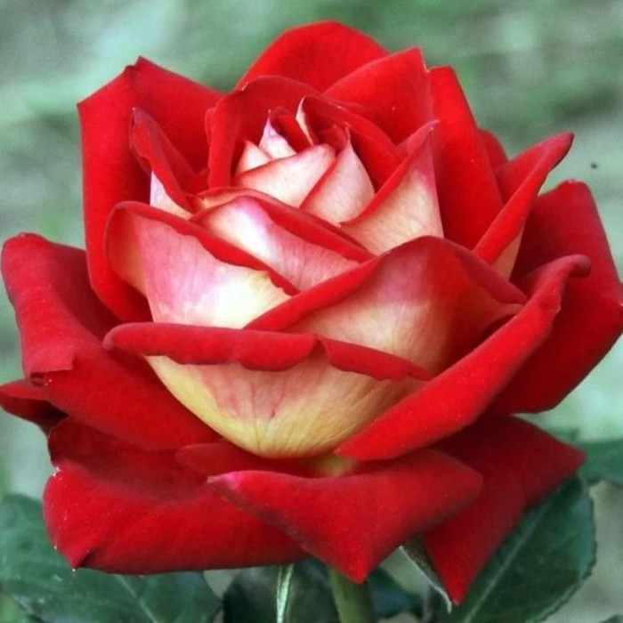 Роза чайно гибридная Нью Фэшн С3, в. 40-60, Весна 2024 роза крейзи фэшн нирп
