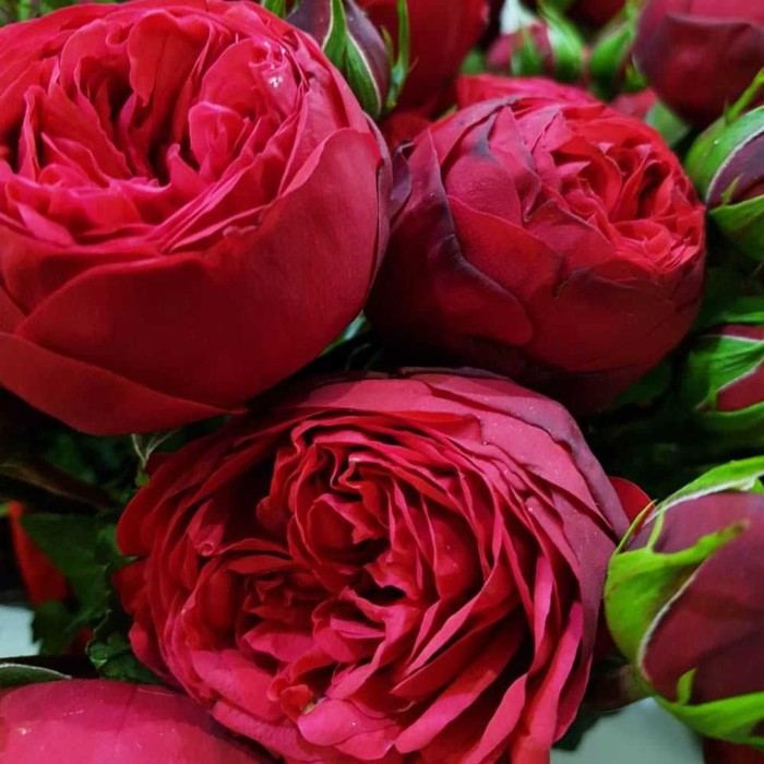 Роза чайно гибридная Ред Пиано С3, в. 20-40, Весна 2024 пионовидная роза ред пиано
