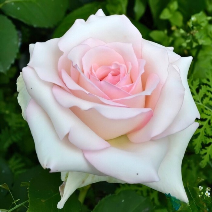 Роза чайно гибридная Эмма де Мейян С3, в. 60-80, Весна 2024 роза жарден де багатель мейян