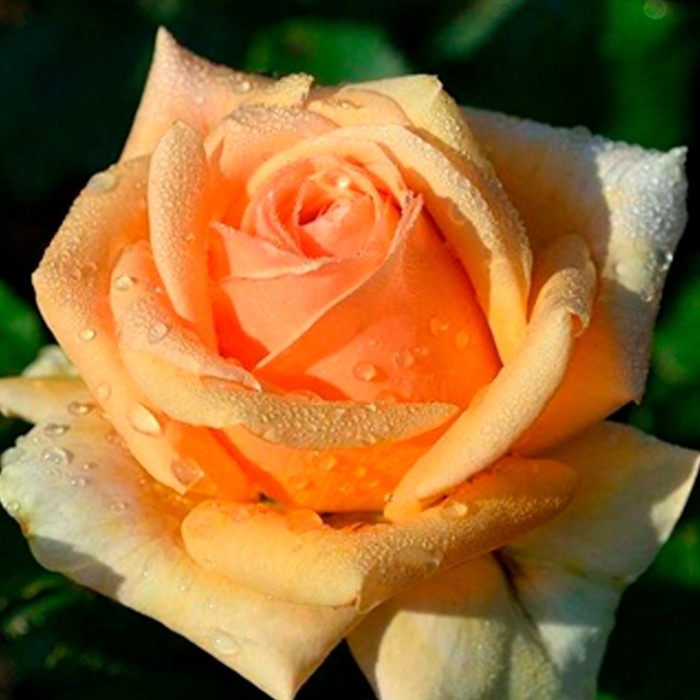 Роза чайно-гибридная Гейша С3, в. 40-80, Весна 2024 роза плетистая казино с3 в 40 80 весна 2024