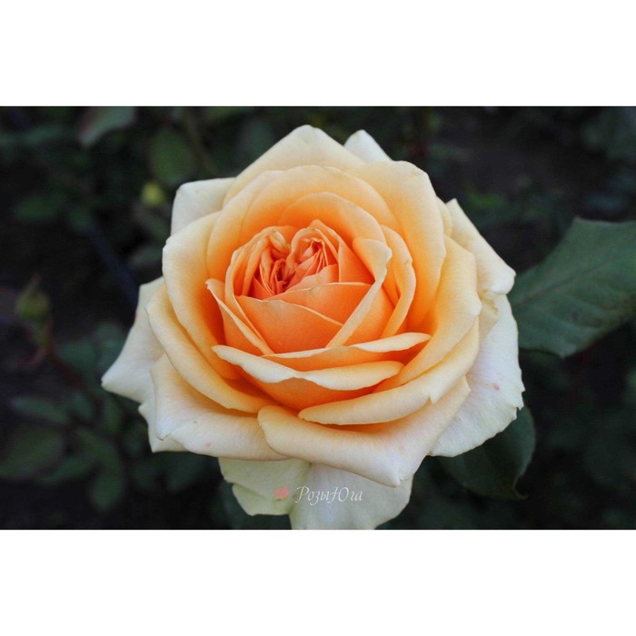 Роза шраб Саммер Лодж С3, в. 40-60, Весна 2024 роза кустарниковая саммер лодж 1 шт