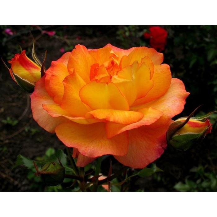 Роза шраб Сахара С3, в. 40-80, Весна 2024 роза плетистая казино с3 в 40 80 весна 2024