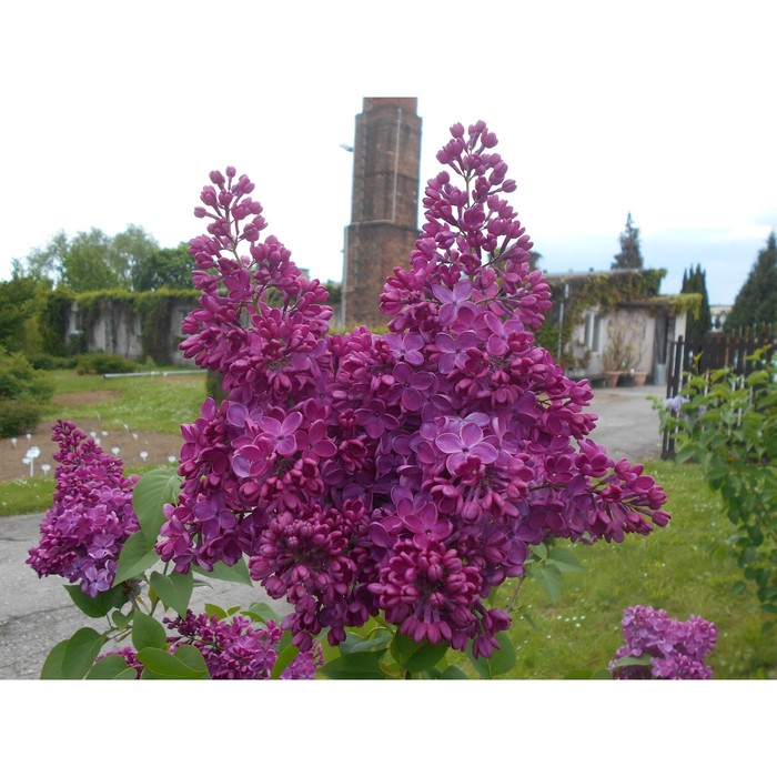 

Сирень "Знамя Ленина" С2, в. 20-40, Весна 2024