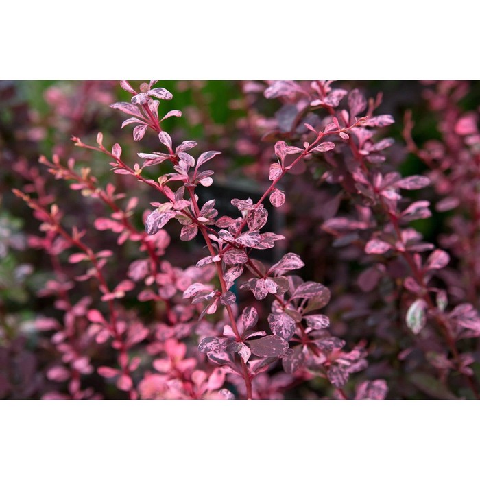 

Саженец Барбарис тунберга "Pink Bird", Горшок P9, Лето 2024