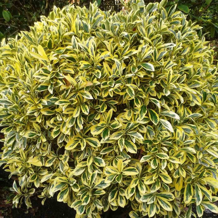 Саженец Бересклет японский Microphylla Albovar, Горшок P9, Лето 2024