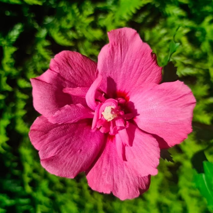 

Саженец Гибискус сирийский "Flower Tower Ruby", Горшок P9, Лето 2024