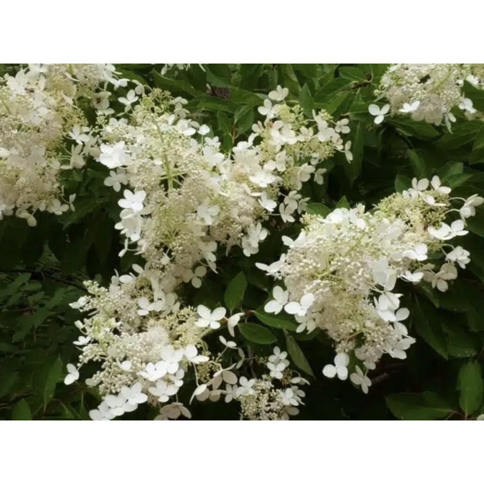 

Саженец Гортензия метельчатая "Brussels Lace", Горшок P9, Лето 2024