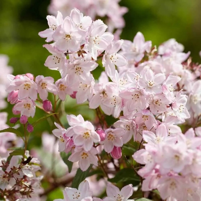 

Саженец Дейция пурпурная "Kalmiiflora", Горшок P9, Лето 2024